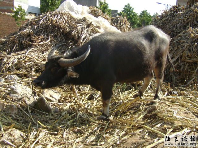 DSC03833.JPG