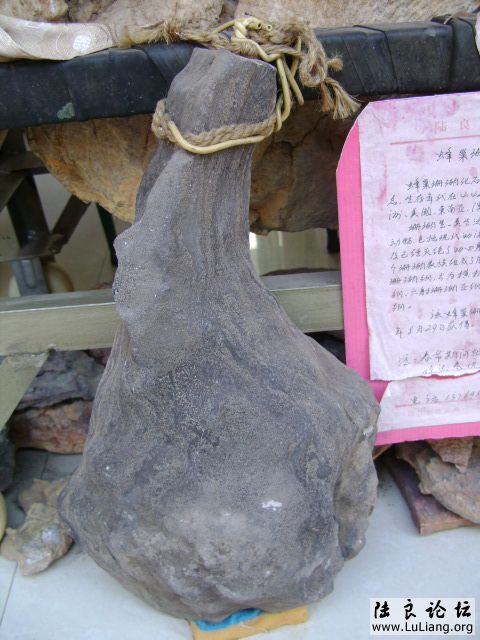 DSC03738.JPG