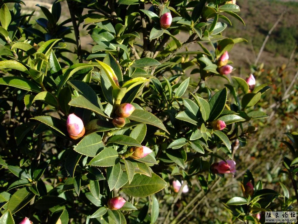 DSCF3174.JPG