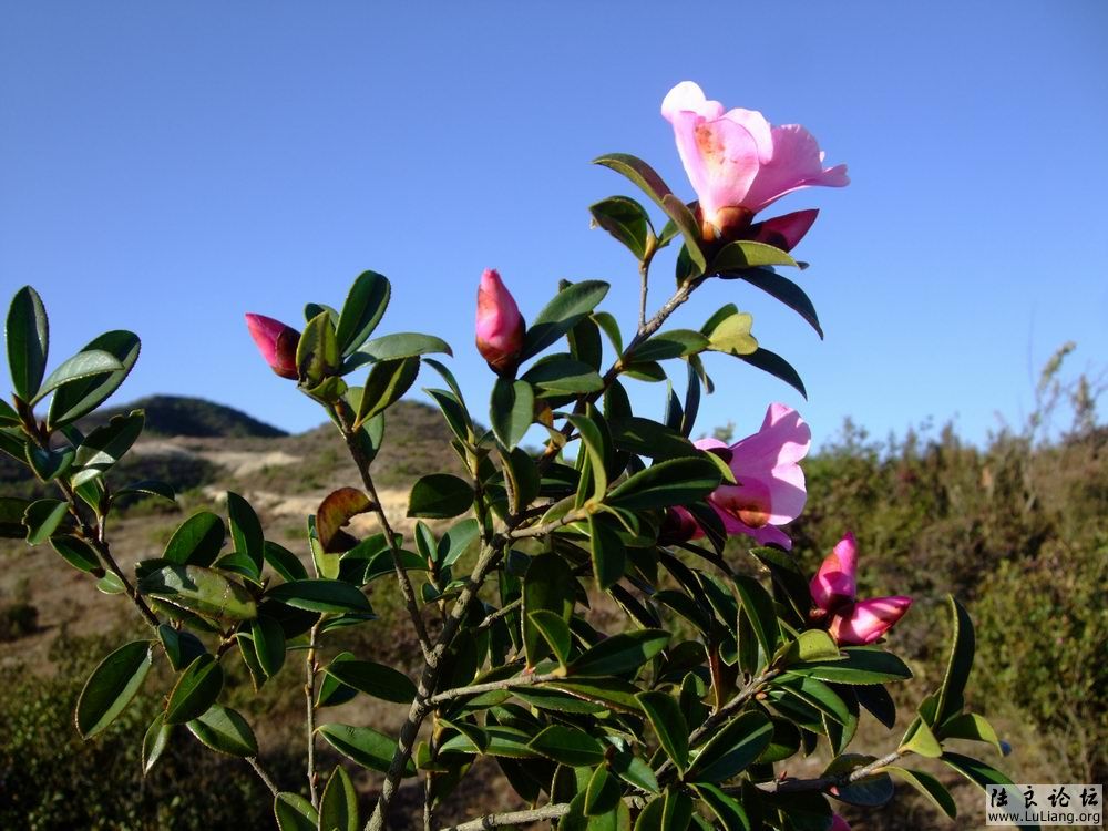 DSCF3175.JPG