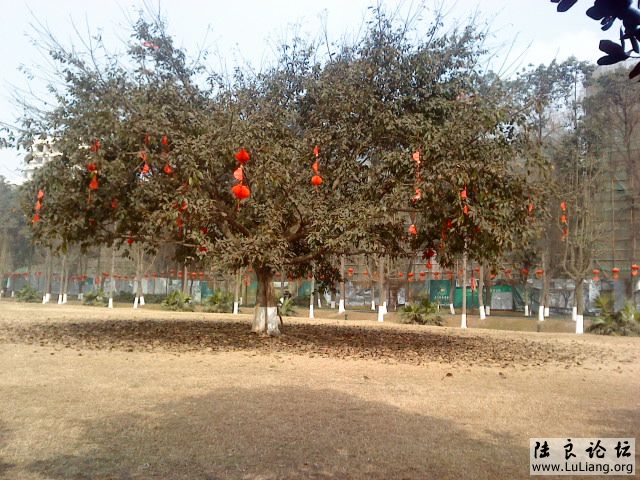 DSC04217.JPG