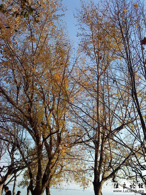 DSC00452.JPG