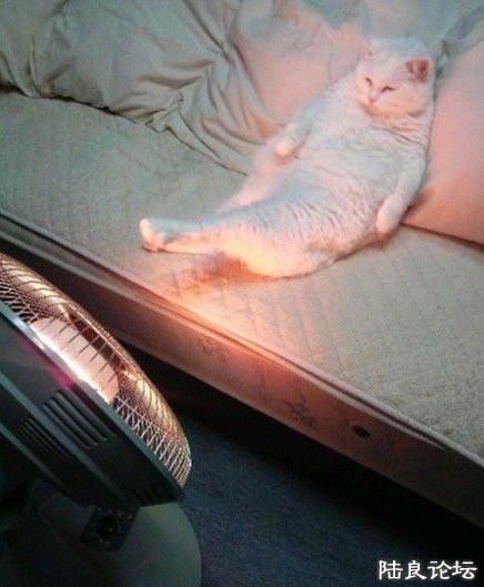 121398773_271n - .jpg