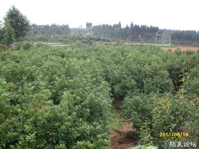SDC10117.JPG