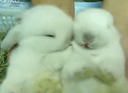34.gif