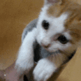9af313f9be7a5ab09f514683.gif