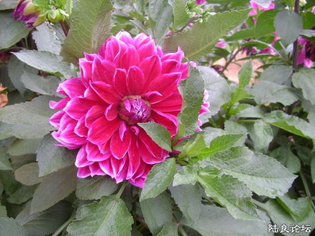 DSC04867.JPG