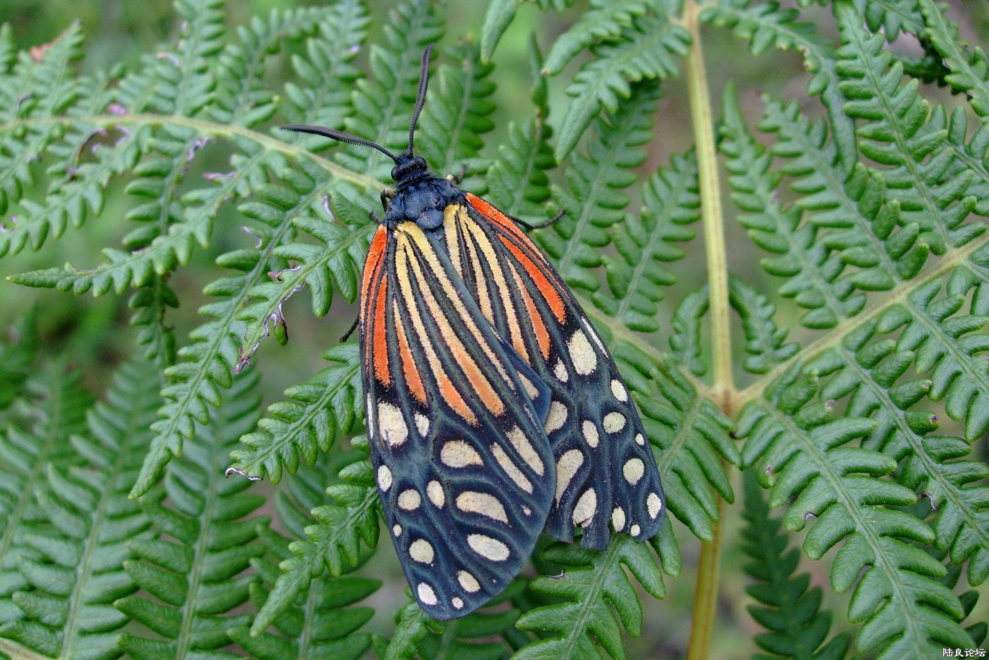 DSCF7450.JPG