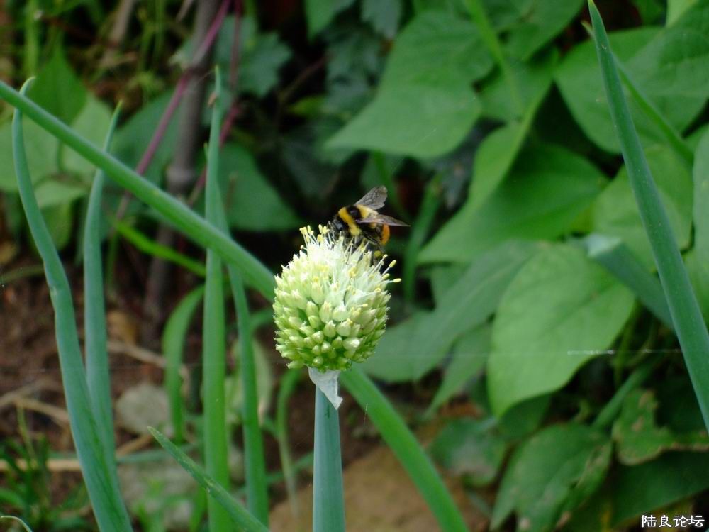 DSCF8084.JPG