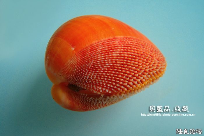 1210966296630_mthumb.jpg