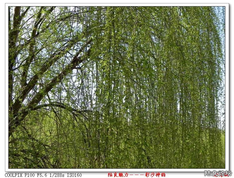 DSCN1567.jpg