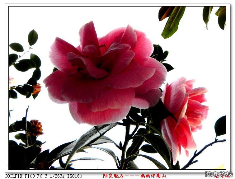 DSCN1634.jpg