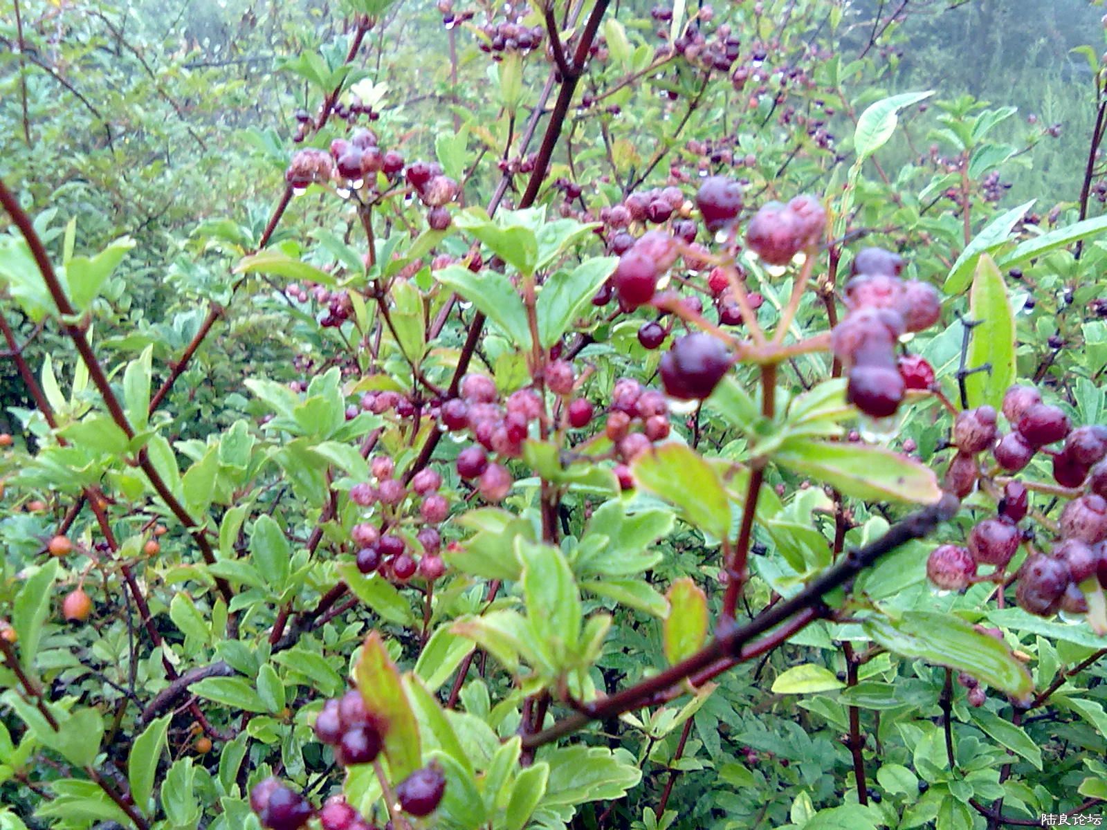 20110921109.jpg