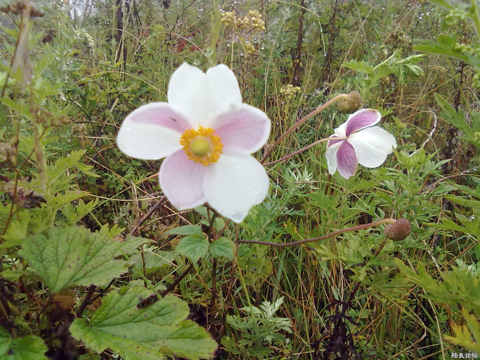 20110921118.jpg