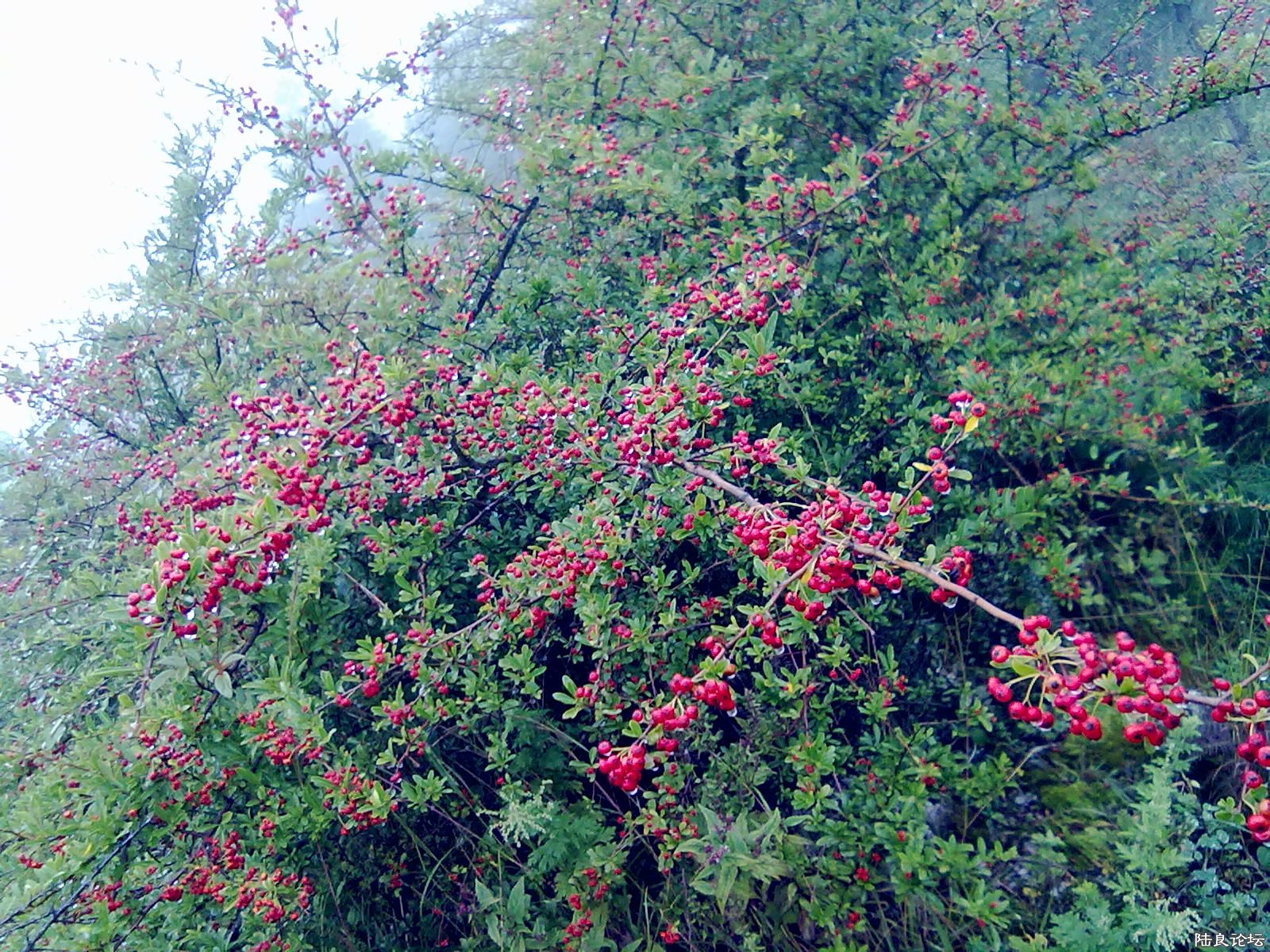 20110921110.jpg
