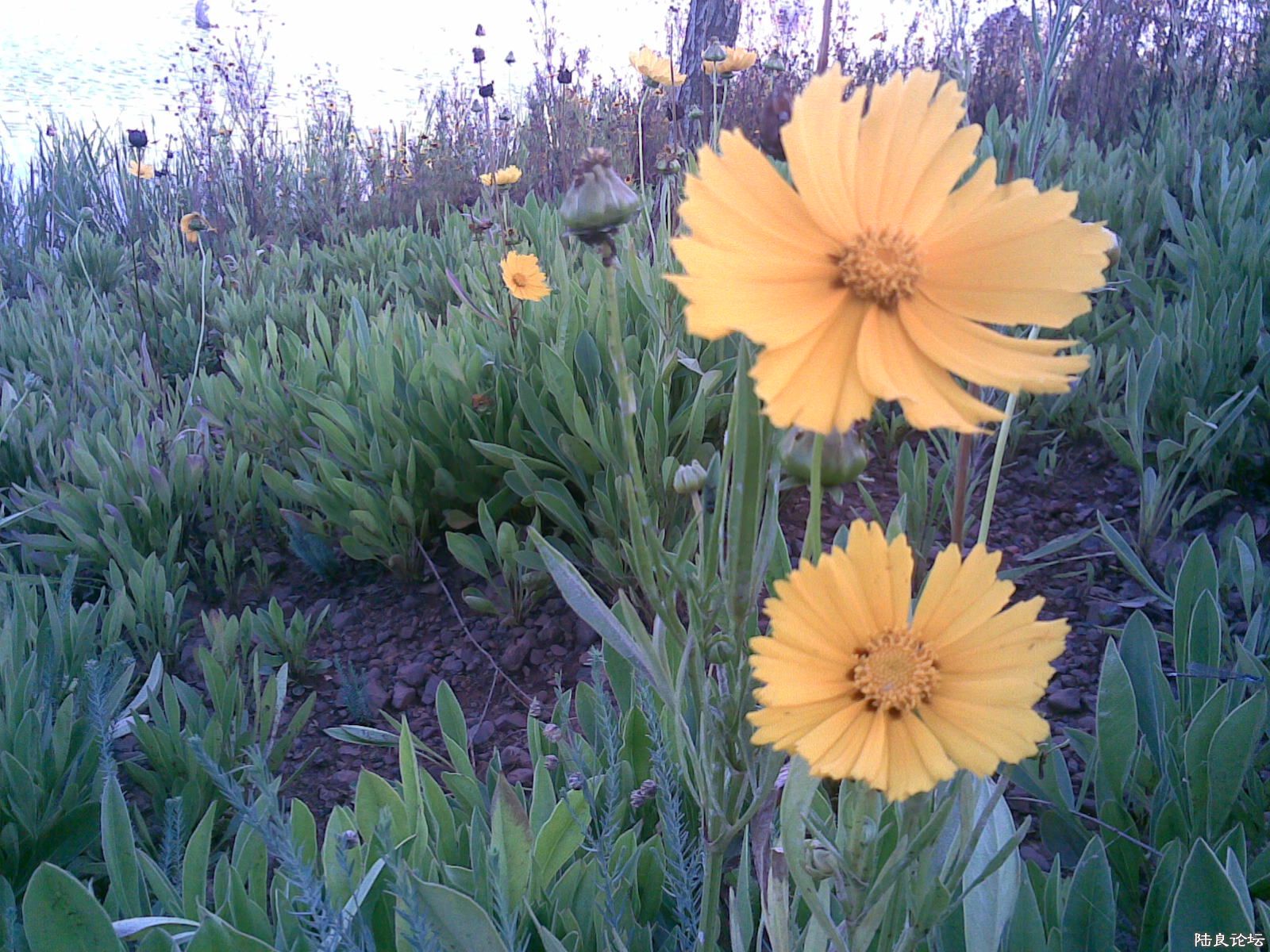 20110705.jpg