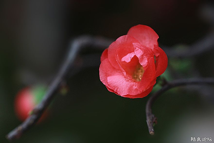 201201201015025551-3055973.jpg