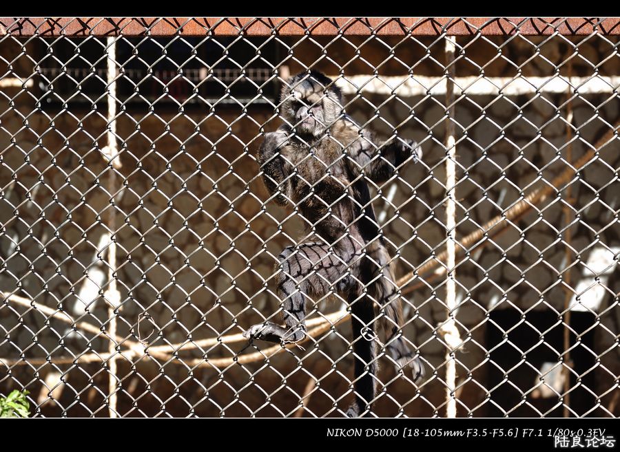 DSC_0084.jpg