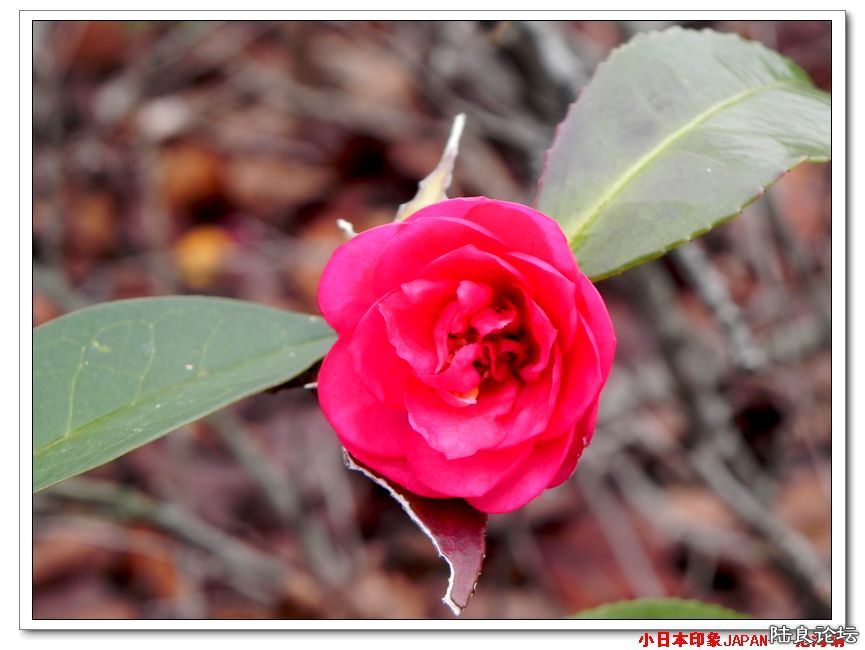 DSCN4685.jpg