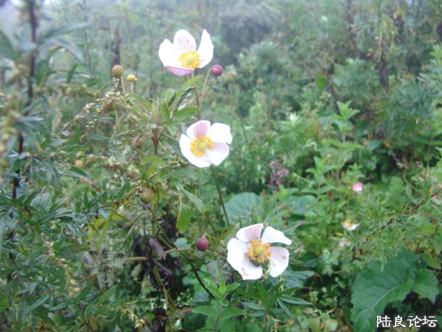 DSC00003.JPG