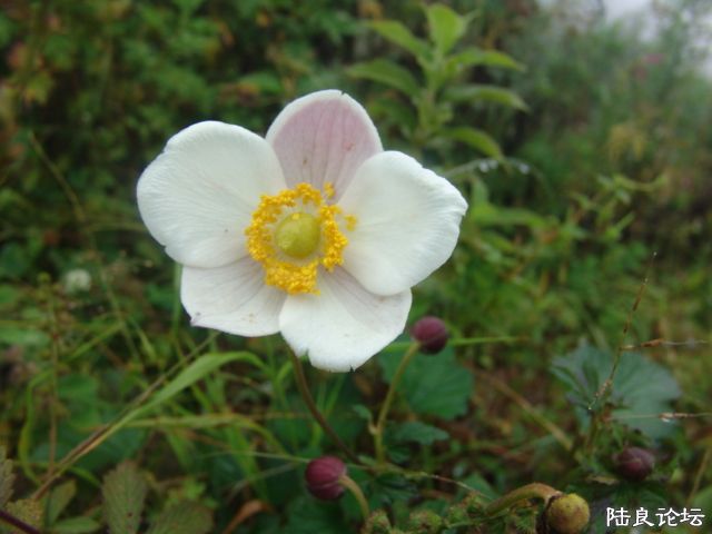 DSC00006.JPG