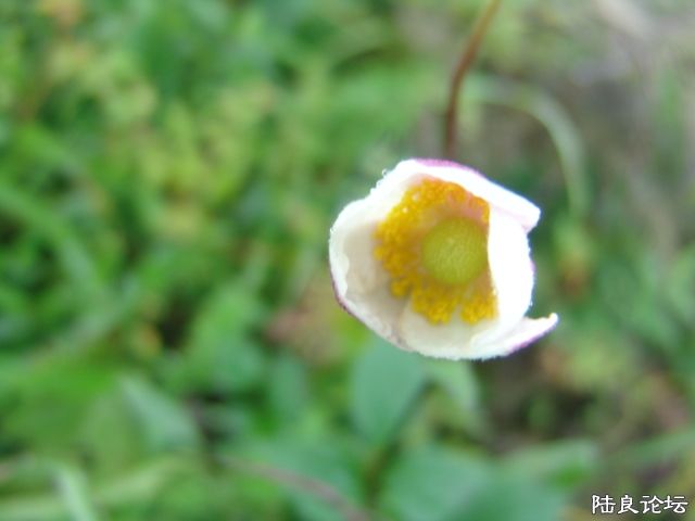 DSC09996.JPG
