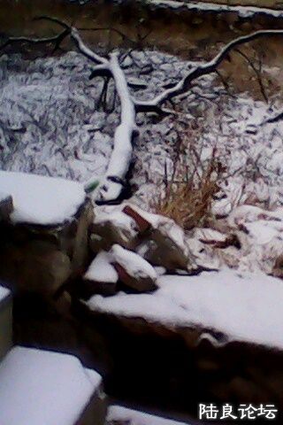 IMG0226A.jpg