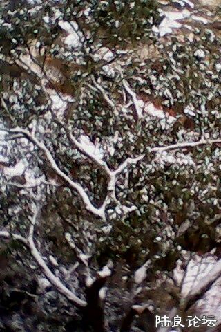 IMG0228A.jpg