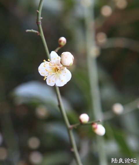 meihua (14).jpg