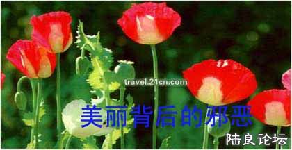 20060602170139458.jpg