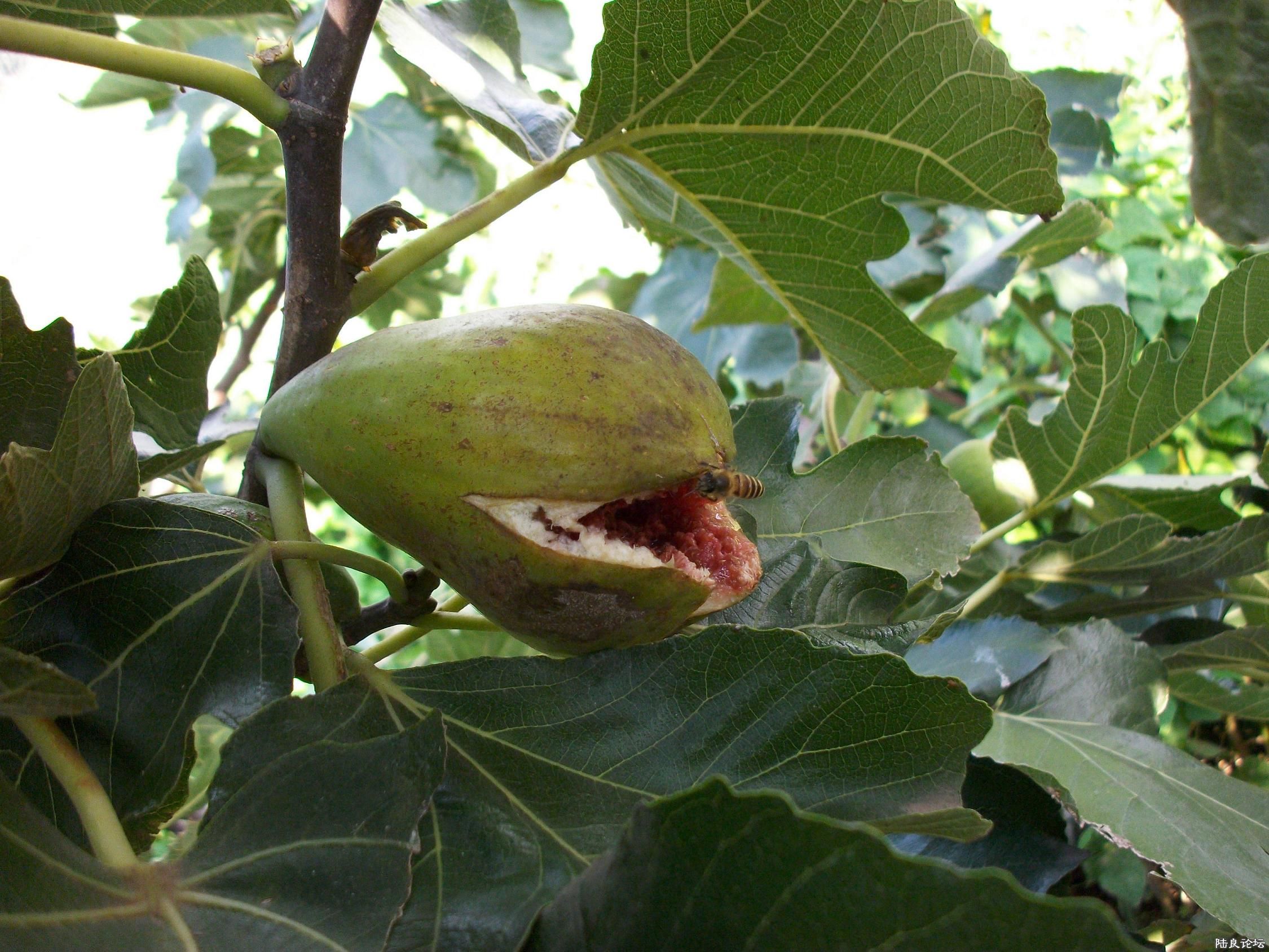ALIM0123.JPG