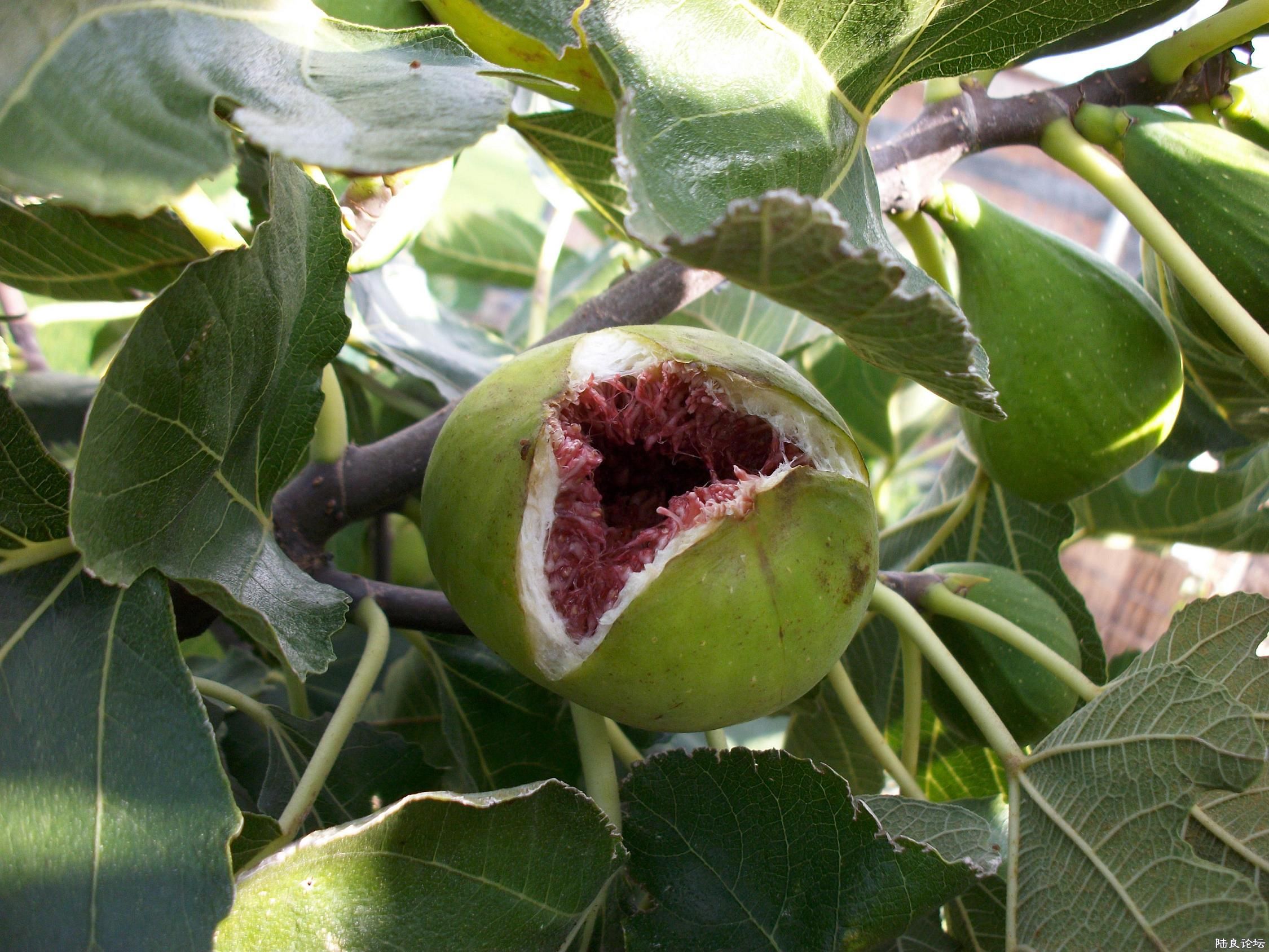 ALIM0129.JPG