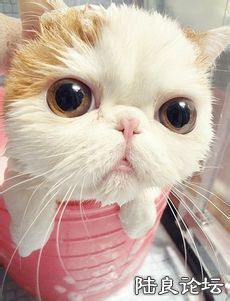 a2cc7cd98d1001e9e49abfafb80e7bec55e797e8.jpg a2cc7cd98d1001e9e49abfafb80e7bec55e797e8.jpg