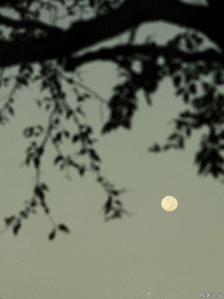 DSC09825.jpg