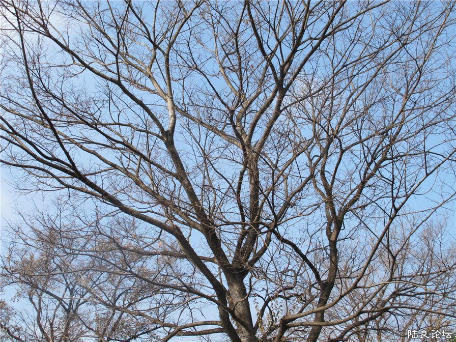 IMG_3682.jpg
