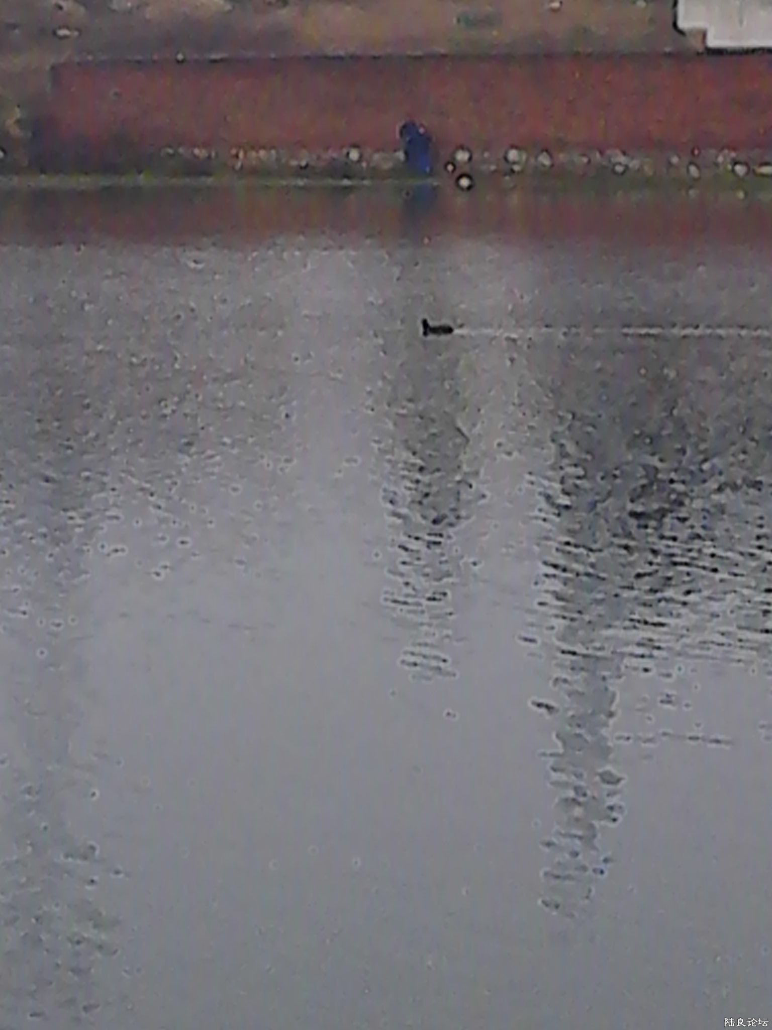 Ƭ11.30ʵ20ң2ֻɫҰѼһֻں֪٣ǲһֻѼ ...