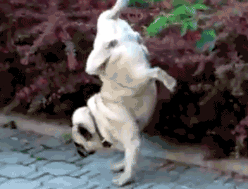 2000.gif