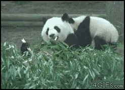 49075d7ca858f37e2a4cf753c6840cc6.gif