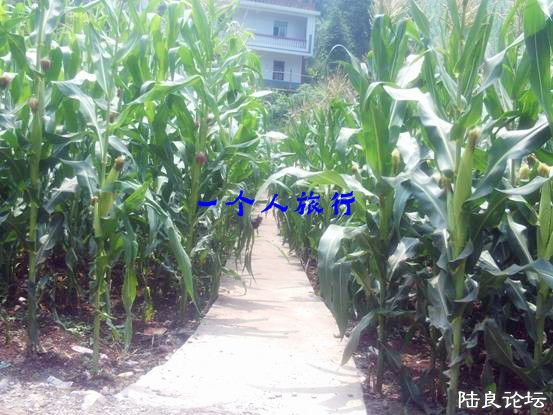 mjk2014071102.jpg