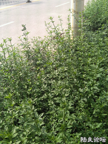 IMG_20140810_163319.jpg