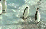 12_339705_4d21afb0f133635.gif