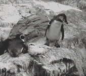 12_339705_68fde6b83235dad.gif