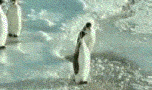 12_339705_4420c4a1f0a197c.gif