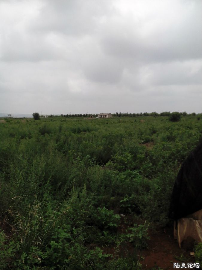 IMG20150609120432.jpg