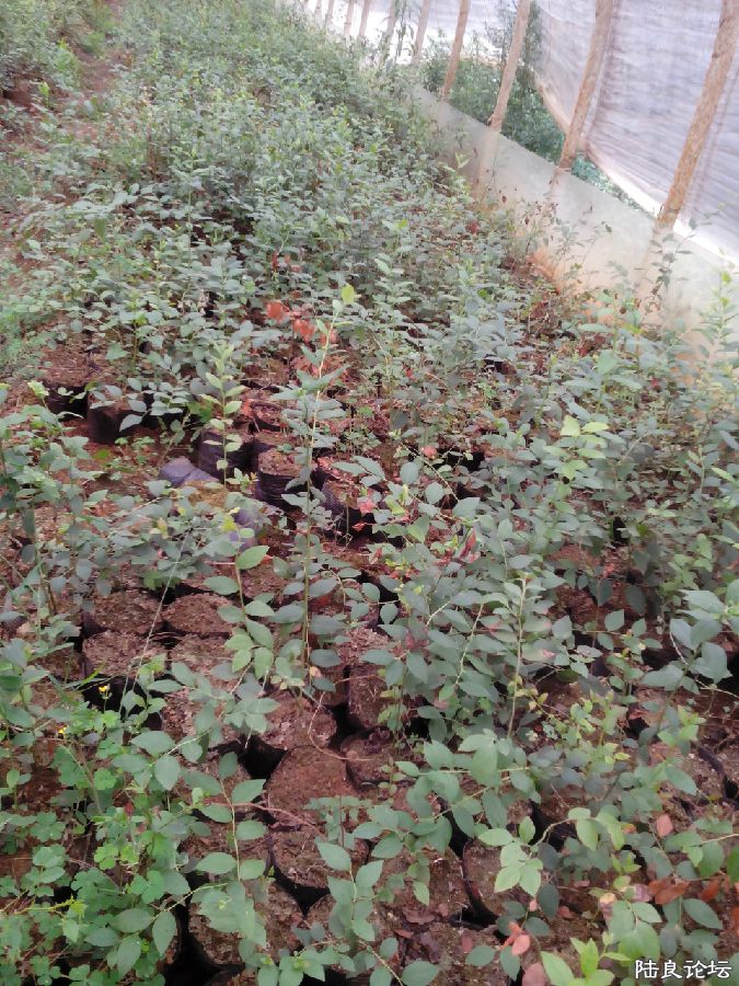 IMG20150609120059.jpg