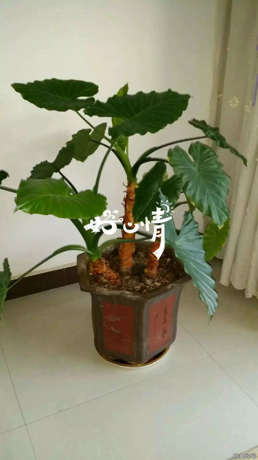 a.jpg
