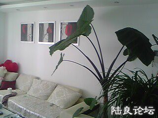 IMG0100A.jpg