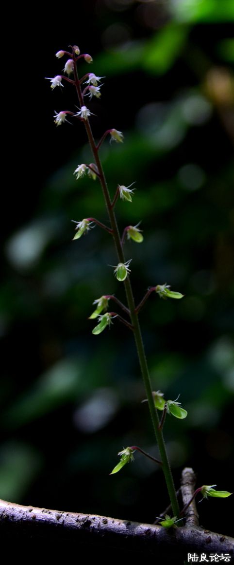 DPP_009.JPG