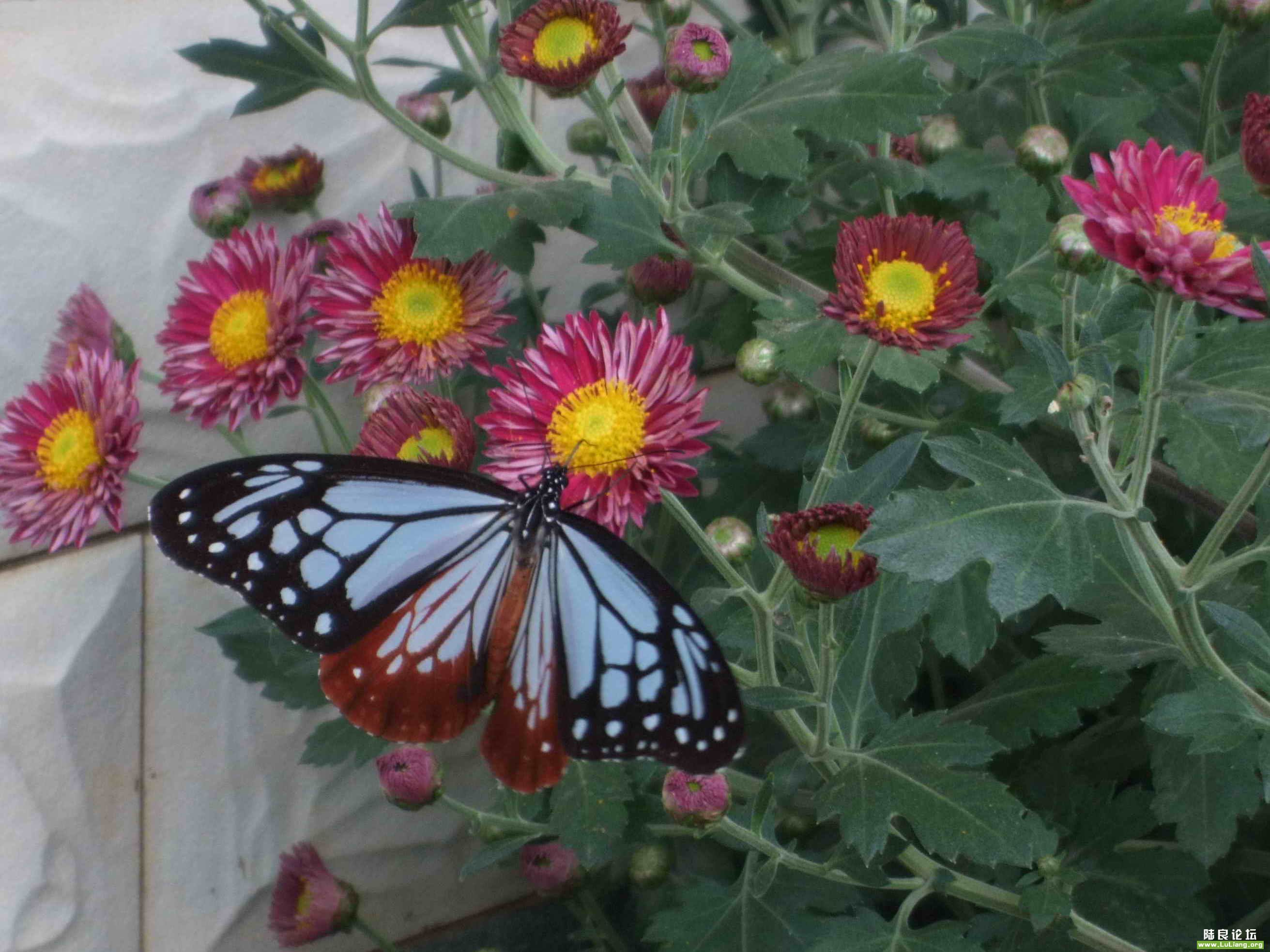 DSCF4704.jpg