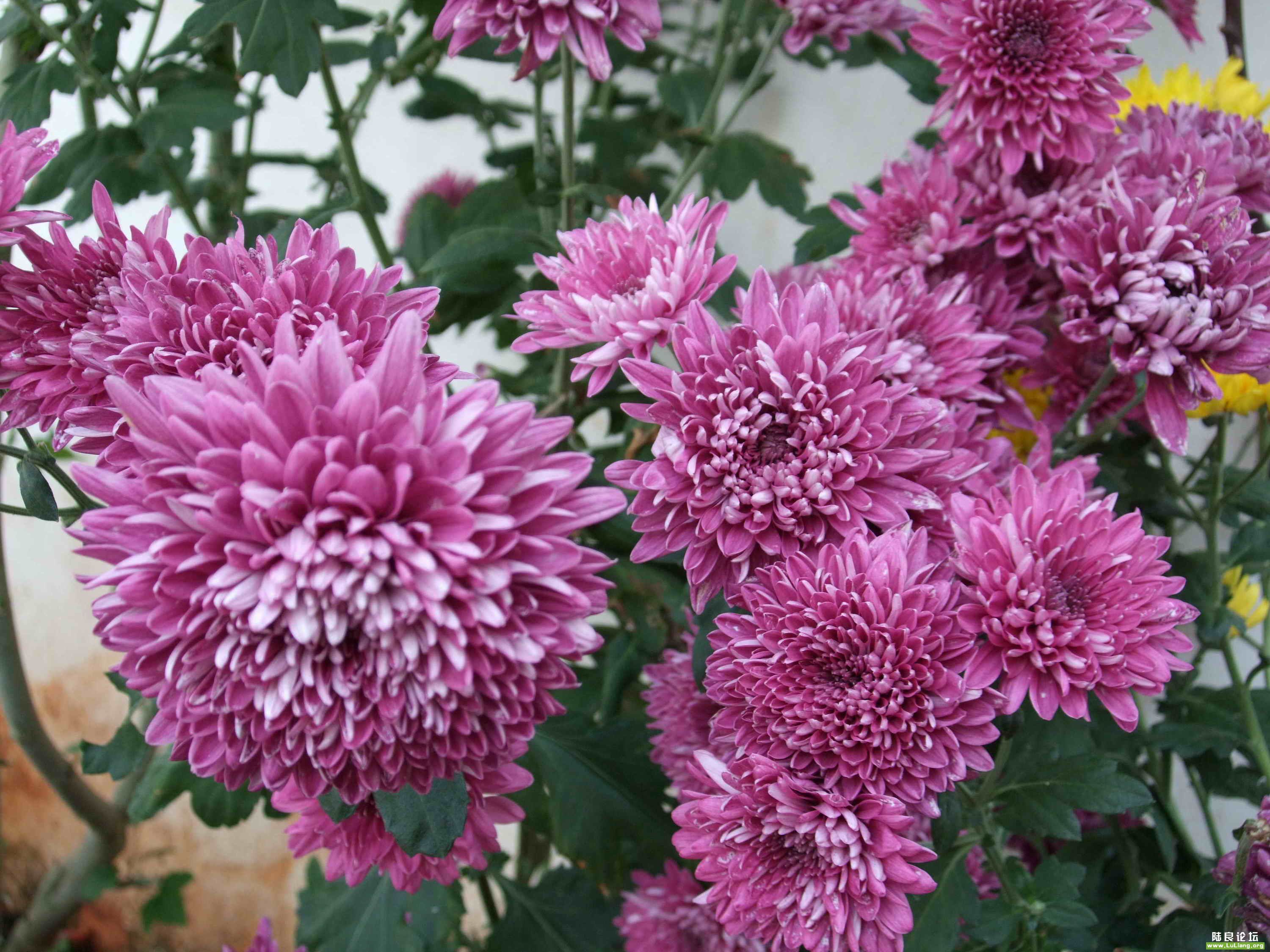 DSCF4711.jpg